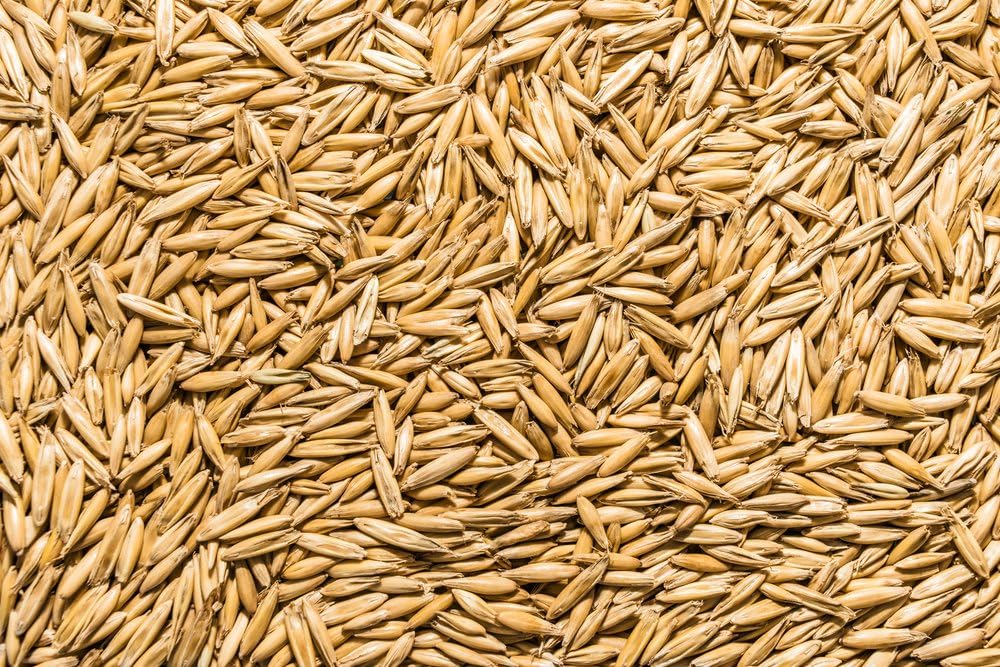 Non GMO, Certified Organic, Oat Seed (5 lb.)