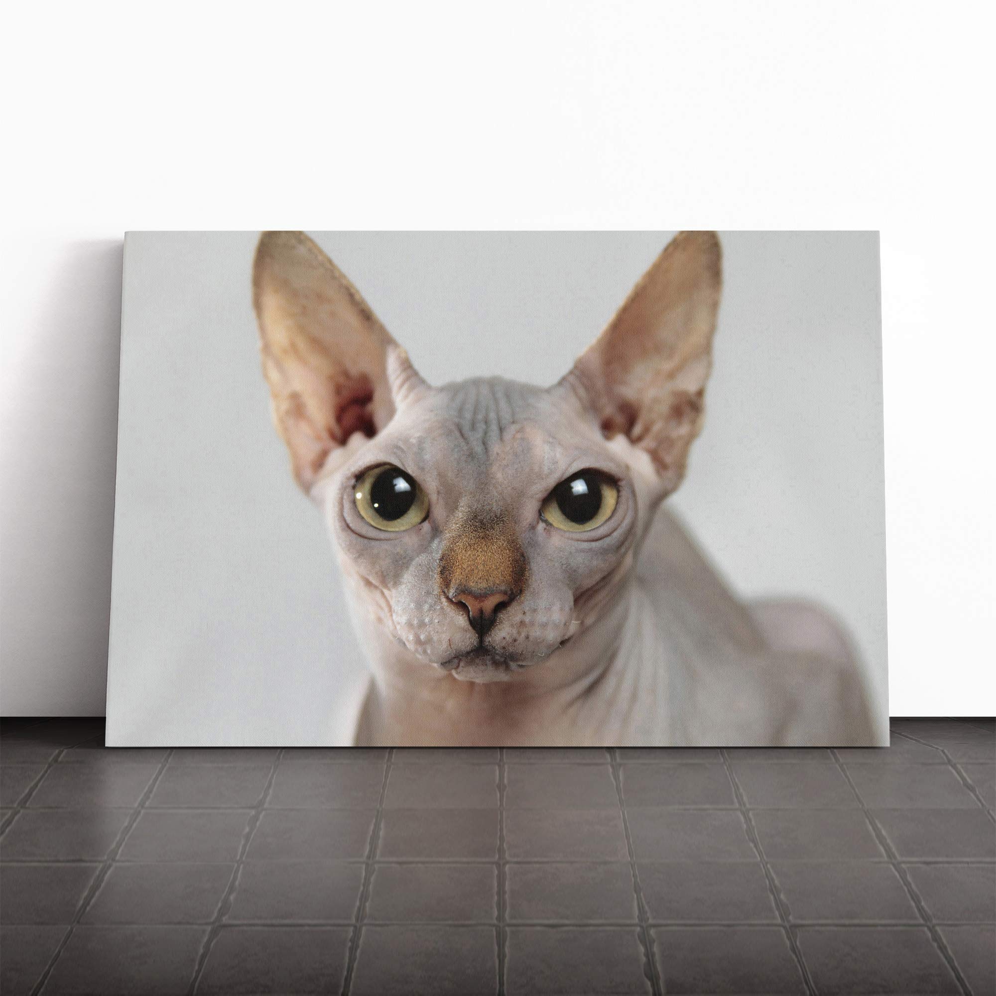 Sphynx Cat Canvas Print | Gallery Wrapped 30mm Frame Wall Art | 24x16 inches | Ready to Hang | Modern Animals Picture | Living Room Bedroom Lounge Office