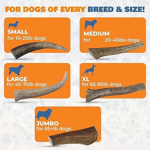 Miniatura 4 de Cuernos de alce para perros - Hecho en Estados Unidos, natural, de larga duración - Cuernos divididos para masticadores agresivos - Huesos