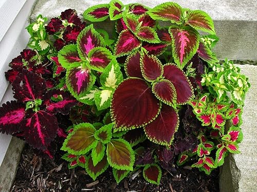 Miniatura 8 de Seeds Coleus Mix - Orgánico