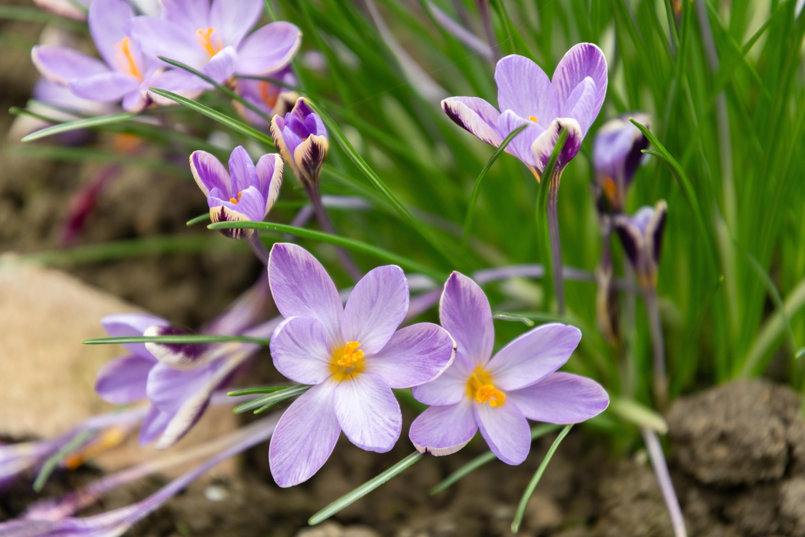 Lincolnshire Pond Plants Ltd - Allium Eros Plant Bulb x5 — view 28