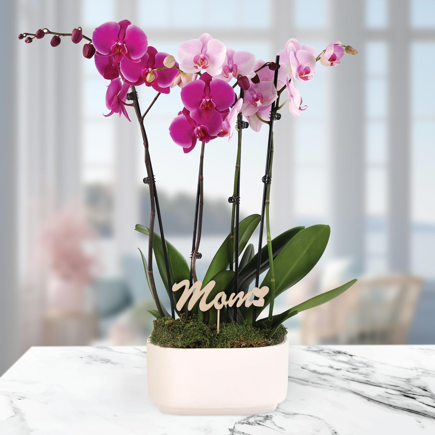 Green Circle Growers 10" Pink and Magenta Orchid Duo in White Pot with Mom Pick, Live Indoor Plants, House Plant