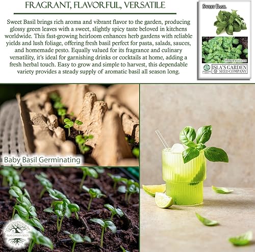 Miniatura 5 de Sweet Basil Seeds (Ocimum basilicum)  250+ Non-GMO & Heirloom Seeds by Islas Garden Seeds, Classic Aromatic Culinary Herb, Fast-Growing Variety,