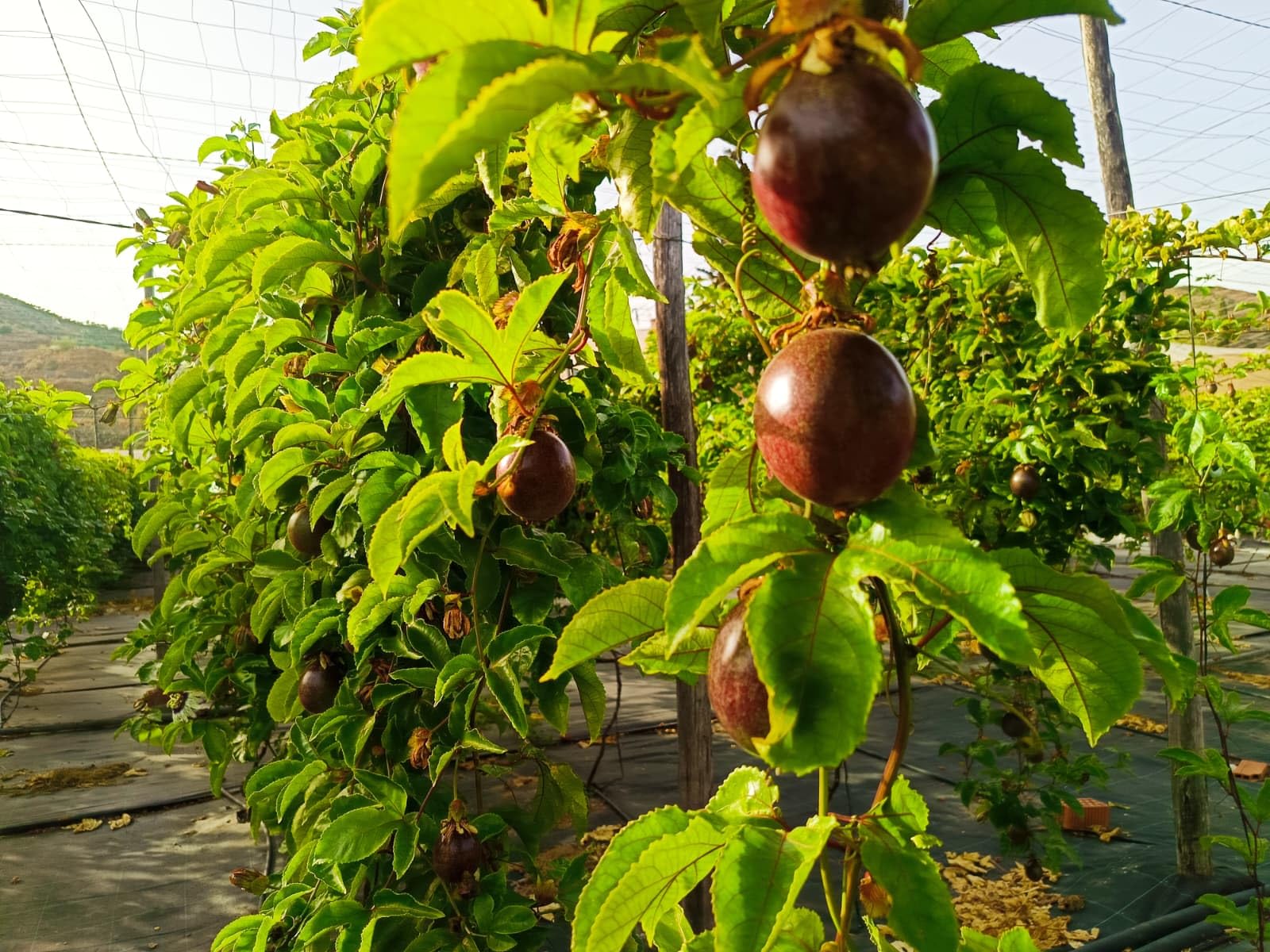 Vitalem – Boîte de maracuja 1,5 kg | Fruit de la passion | Fruit frais tropical de saison | 100% naturel et durable | Culture locale (Málaga) | Passion fruit idéal pour smoothies, milk-shakes et yaou