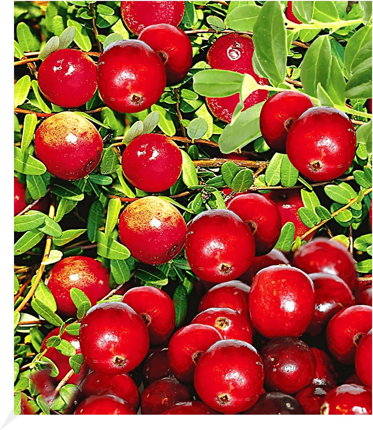 BALDUR Garten Kiwi Ken's Red® (inkl. Befruchter) 2 Pflanzen Actinidia