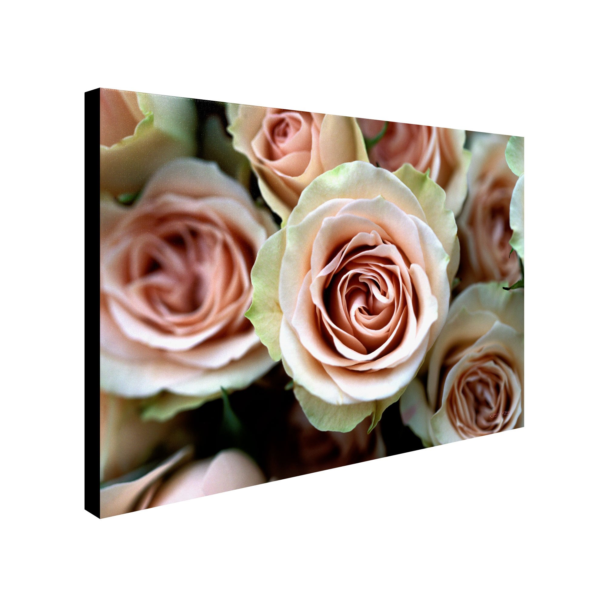 Trademark Fine Art Pale Pink Roses by Kathy Yates Canvas Artwork, 30 by 47-Inch