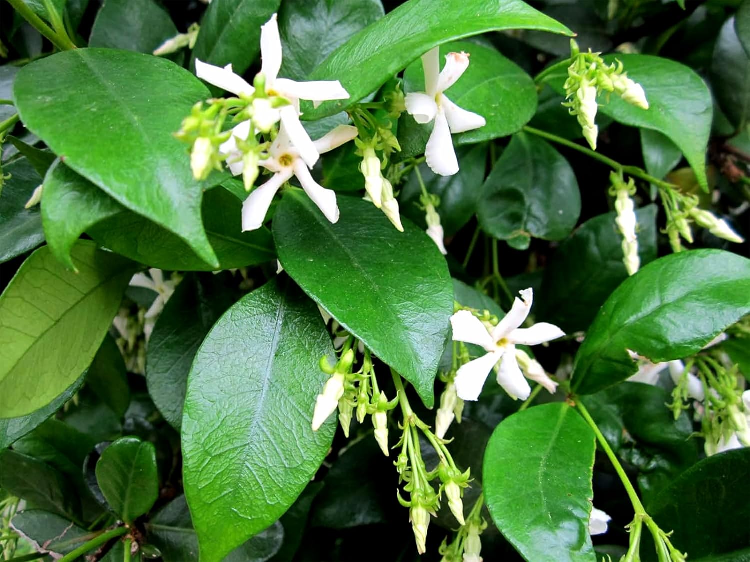 Confederate Jasmine Plants | 12 Live 4 Inch Pots | Trachelospermum Jasminoides | Flowering Vine | Outdoor Garden