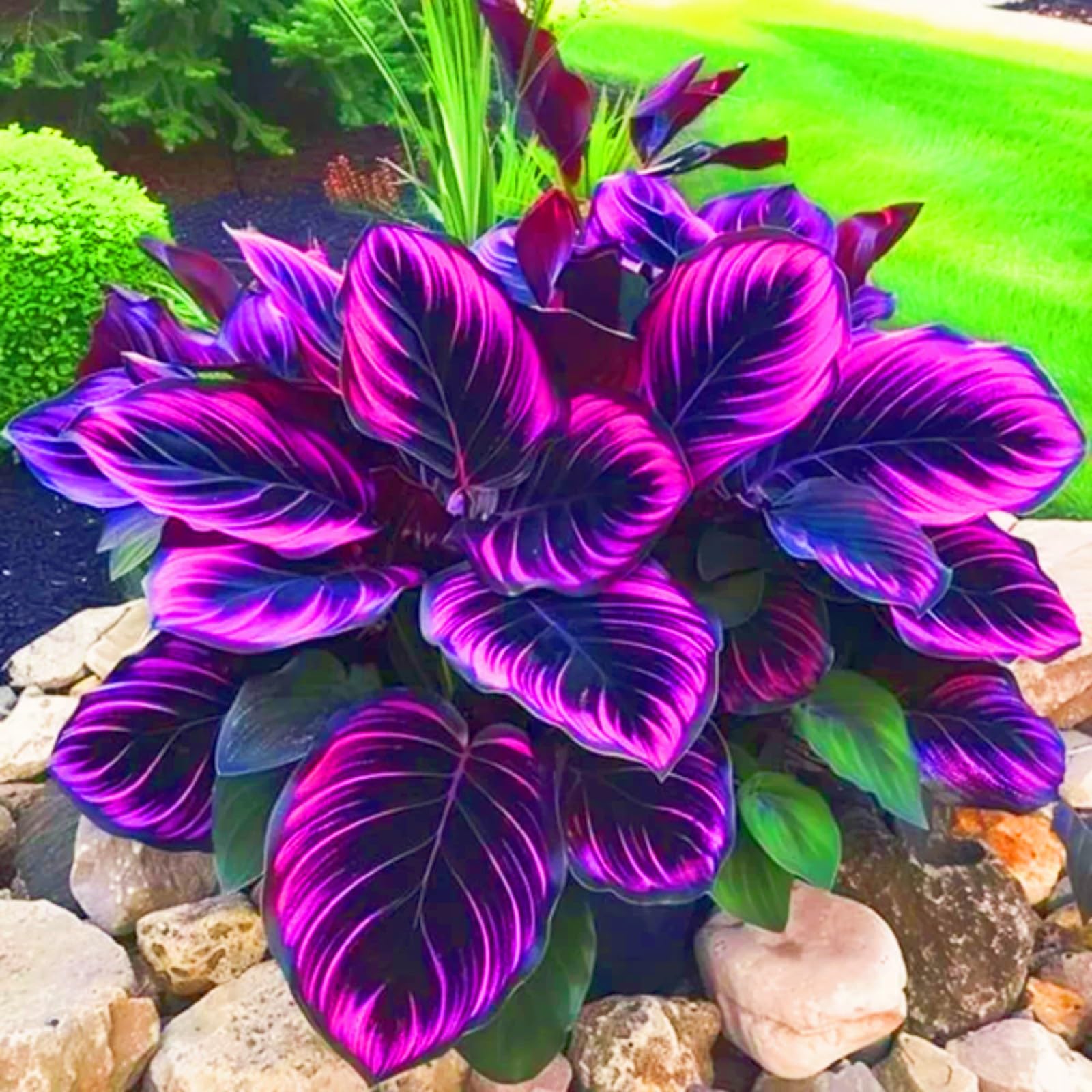 Hosta Plants for Sale, Hardy Perennial, Bulbs Mix, Ornamental Flowers, Hosta Bulbs Live, Easy Plant, Wedding Flowers, 10bulbs-h