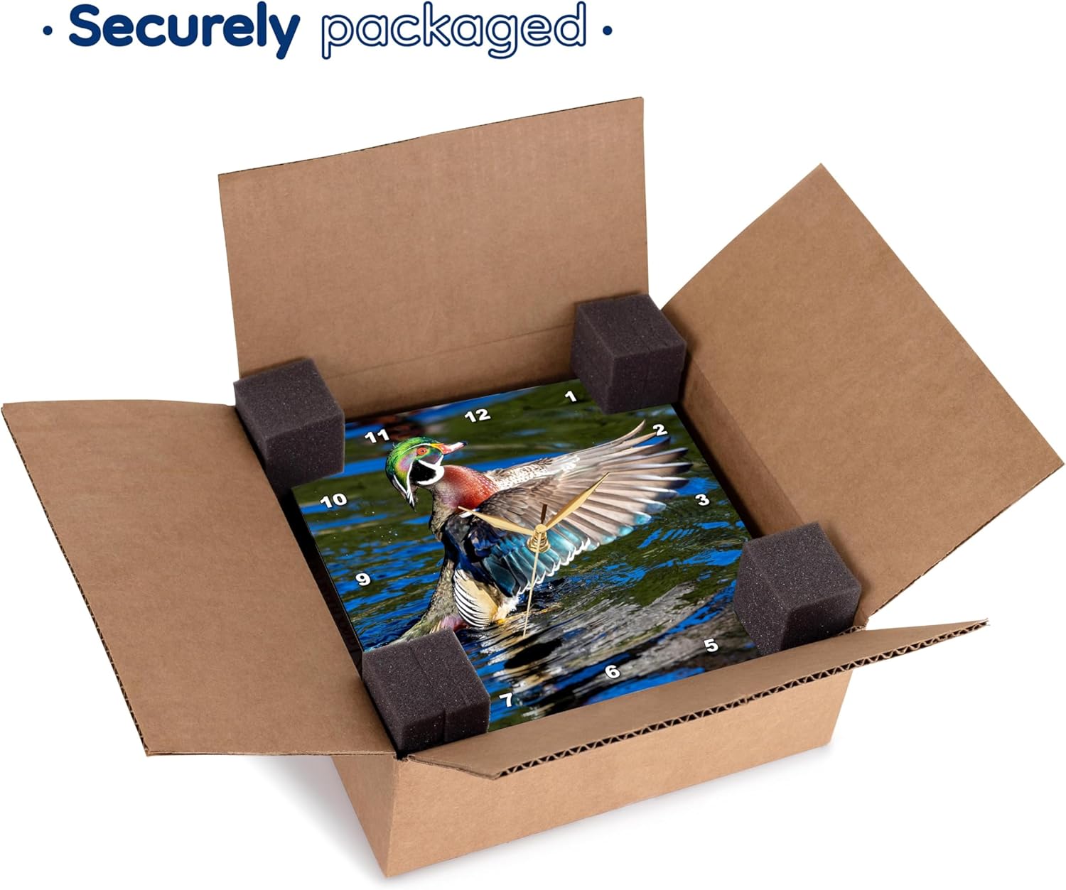 3dRose Wall Clock Silent - 13 inch - USA, Washington State, Sammamish. Male Mallard Duck Flapping Wings. - Washington State