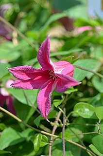 Clematis texensis 'Duchess of Albany' AGM