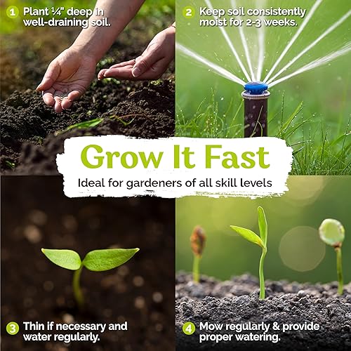 Miniatura 4 de KVITER Semillas de césped Zenith Zoysia de 18 libras (Zoysia Japonica)  Semillas Zenith Zoysia para césped, Zoysiagrass  Densa, sombra de semillas