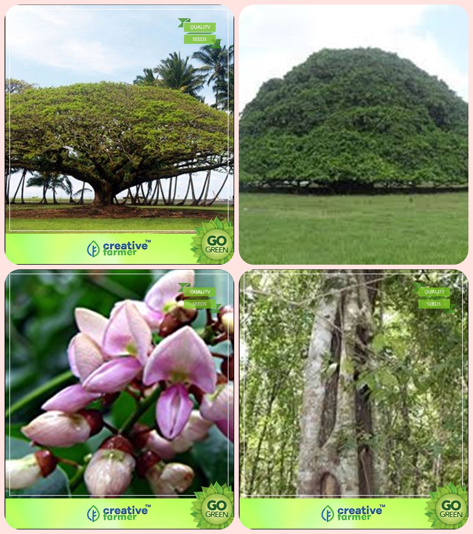 See full amazon price history chart for Creative Farmer Shade Tree For Home Garden Divi-Divi,Elephant-Ear Tree,Pongamia Pinnata and Others -1 Packs Creative Farmer Shade Tree For Home Garden Divi-Divi,Elephant-Ear Tree,Pongamia Pinnata and Others -1 Packs (B078V4YBMR) Amazon Price History, Amazon Price Tracker