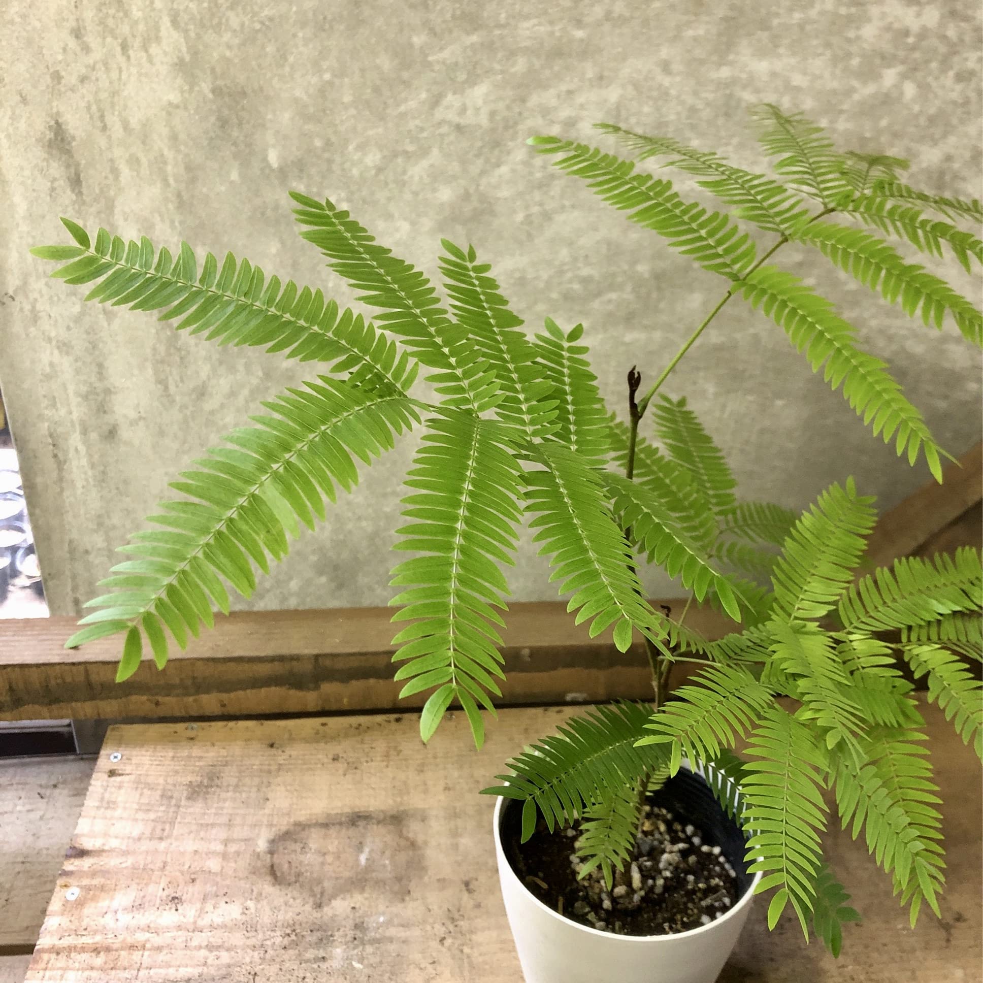 エバーフレッシュ 120cm 楽天市場】エバーフレッシュ（高さ（植物）71 ～ 130.9cm）（花