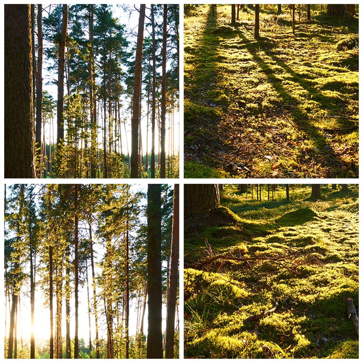 Tableau Verre Panoramique 140x50cm - Forêt Verte Nature - Déco Murale Moderne Salon/chambre - Impression HD Résistante