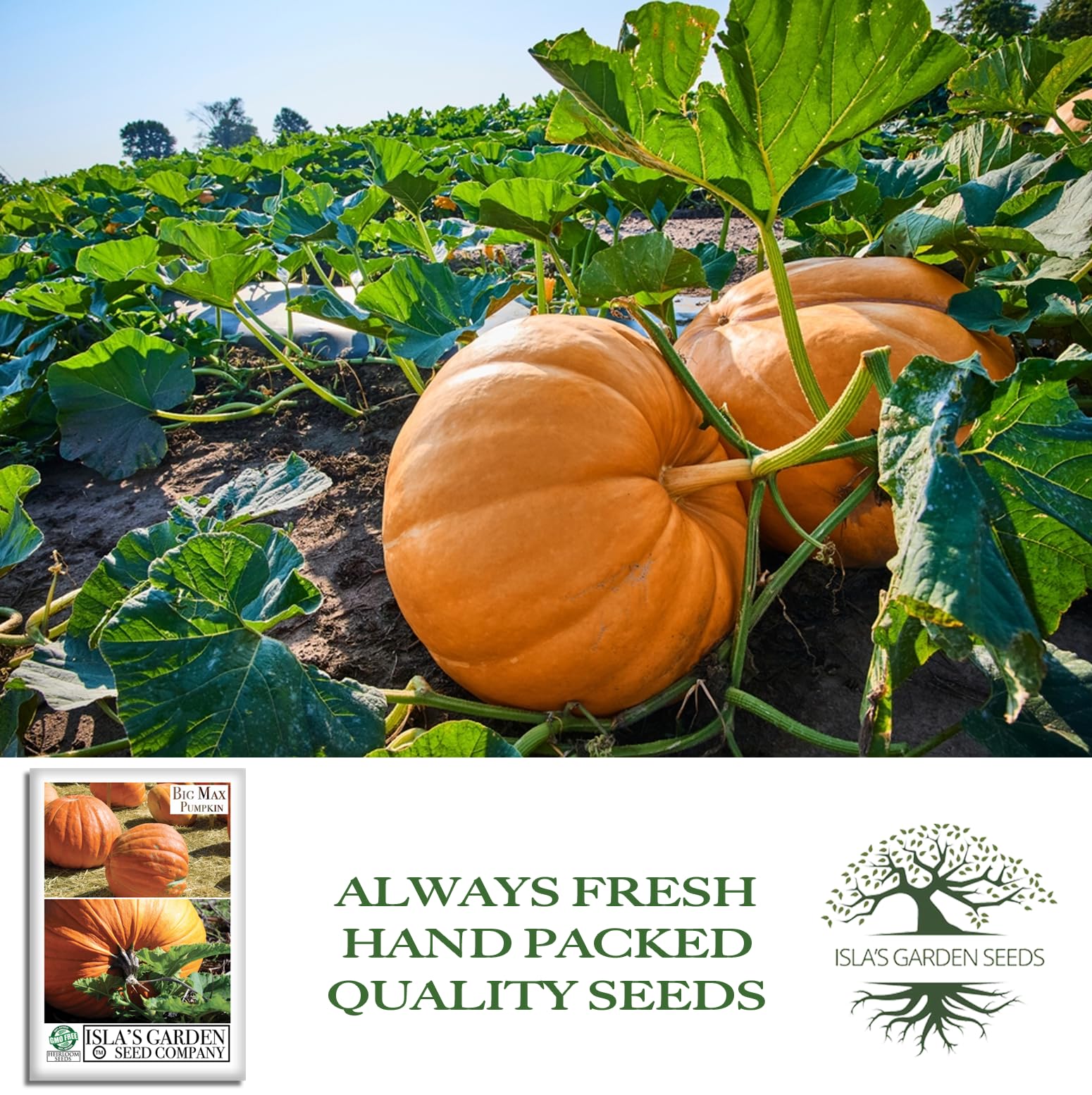 Amazon.com : Big Max Giant Pumpkin Seeds (Cucurbita Maxima) – 10