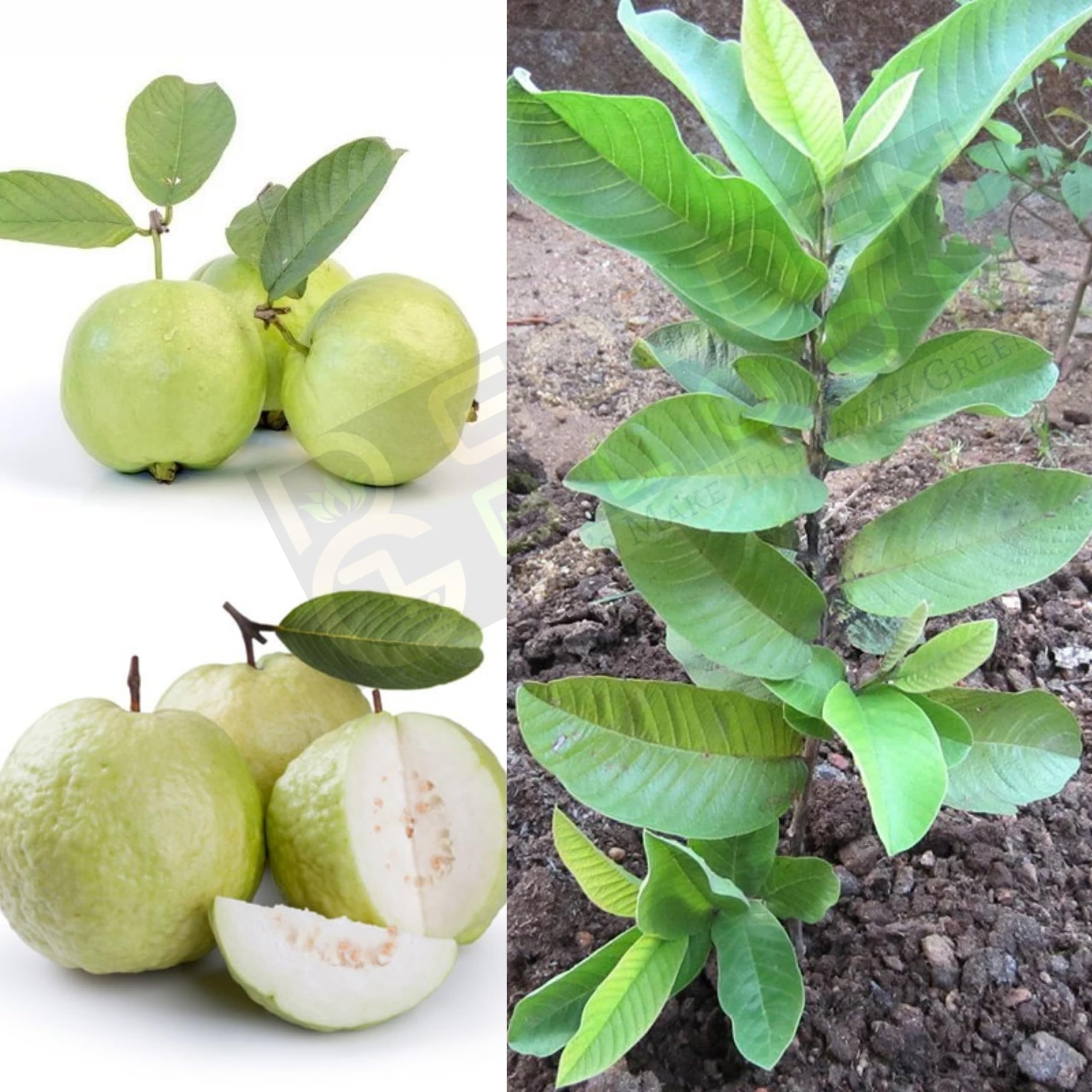 See full amazon price history chart for GOLDEN BLOOM Original Sweet Hybrid Air Layering all seasons Thai - 7 Guava Plant Fruit Tree PLant GOLDEN BLOOM Original Sweet Hybrid Air Layering all seasons Thai - 7 Guava Plant Fruit Tree PLant (B0BS1NQMYV) Amazon Price History, Amazon Price Tracker