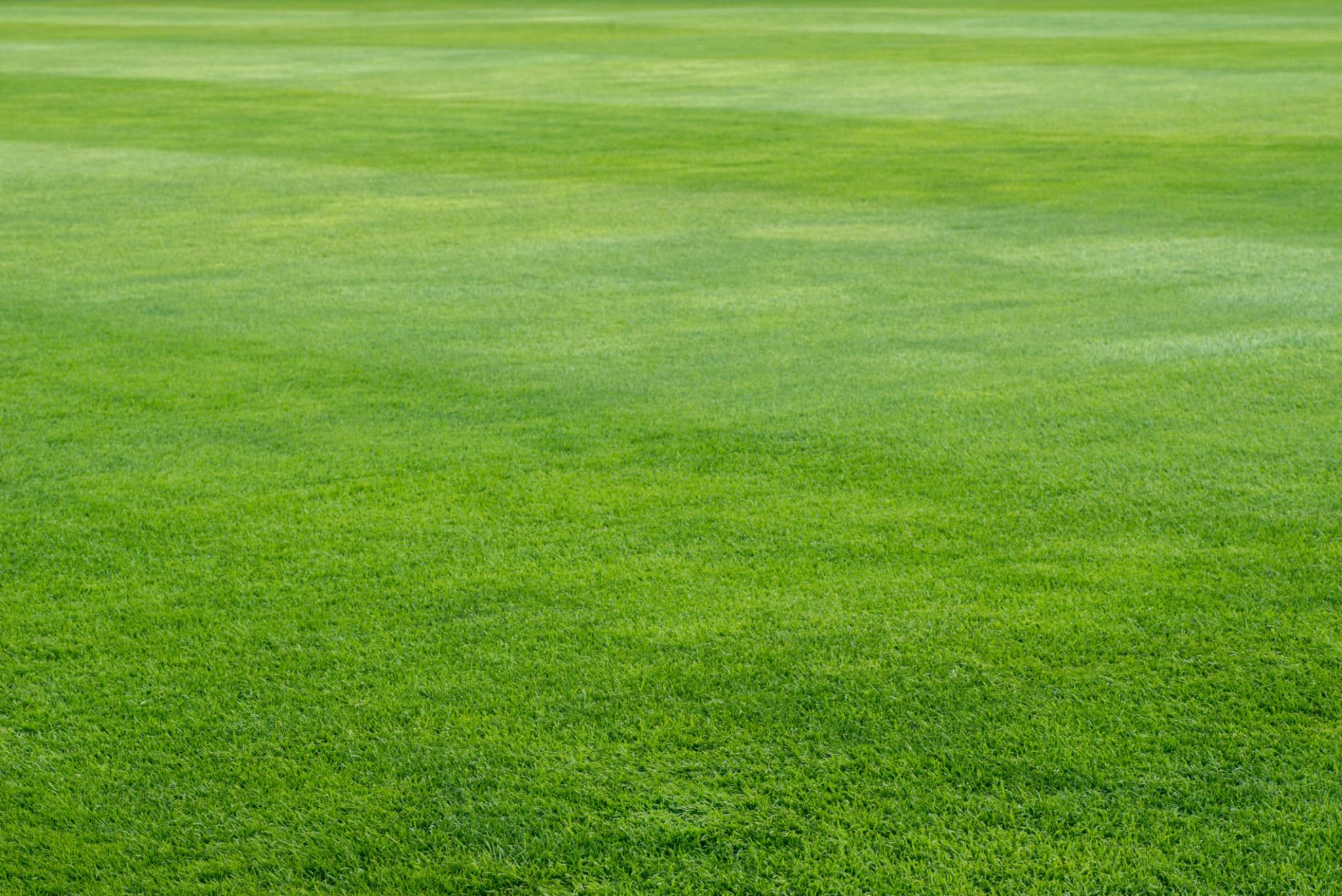 Mexican Lawn Grass Seeds Pack of 28000 (B0CX5J79P8) Amazon Price History, Amazon Price Tracker