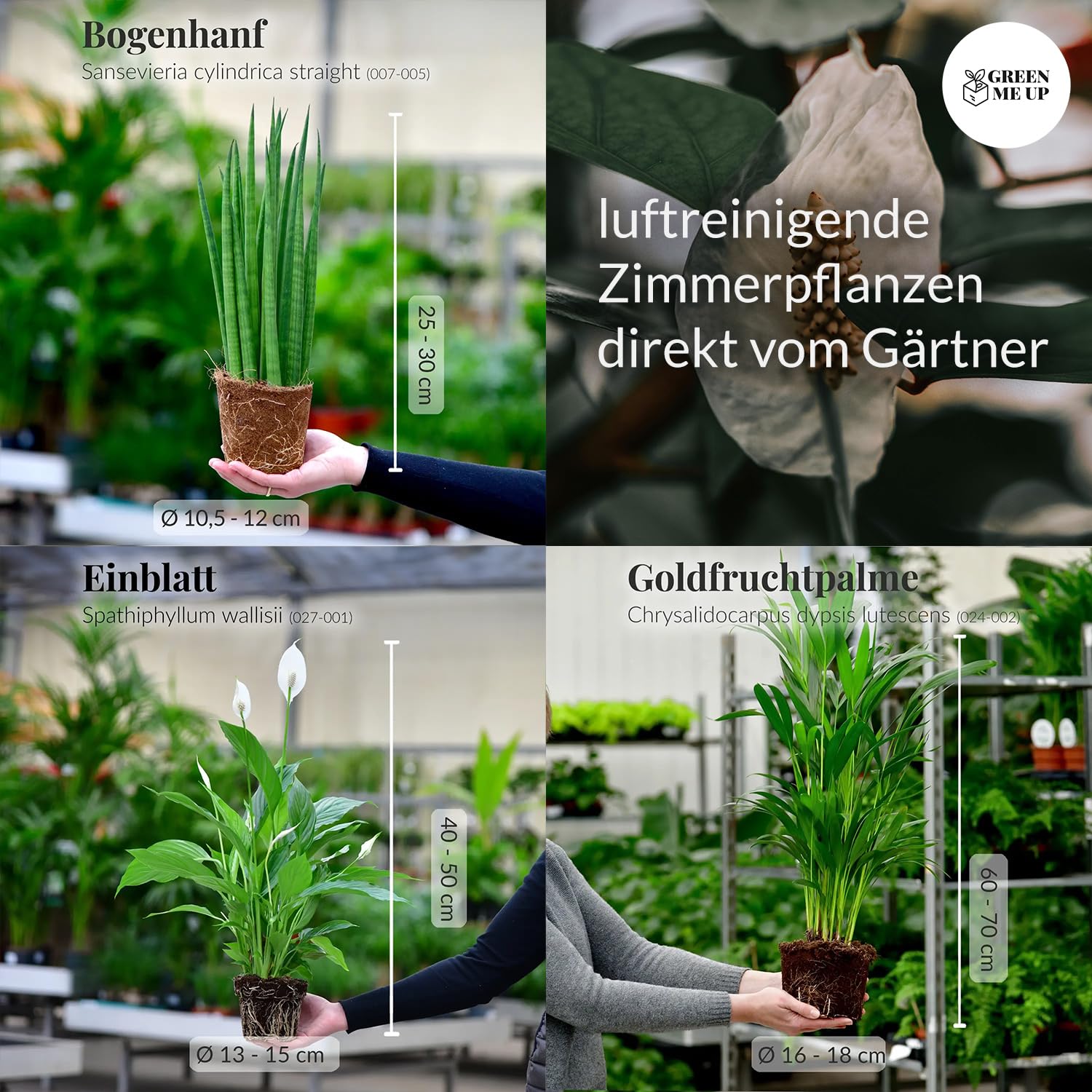 Zimmerpflanzen 3er Box Fresh Air Brothers | Goldfruchtpalme, Einblatt, Sansevieria | Luftreinigende Pflanzen mit Übertöpfen frisch aus der Gärtnerei | Pflegeleicht & dekorativ | Green Me Up