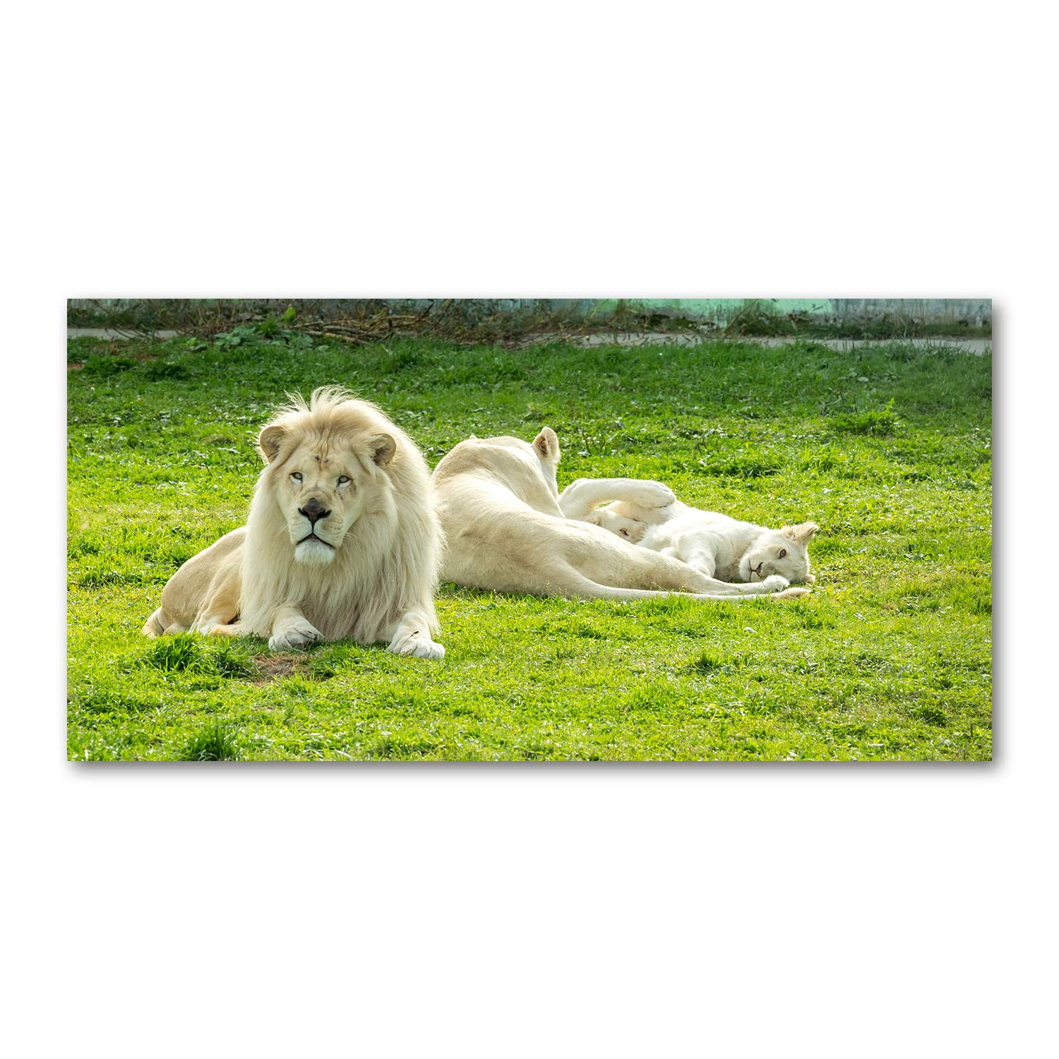 Image tableau photo de lions Tulup pour créer une ambiance nature et moderne dans la cuisine