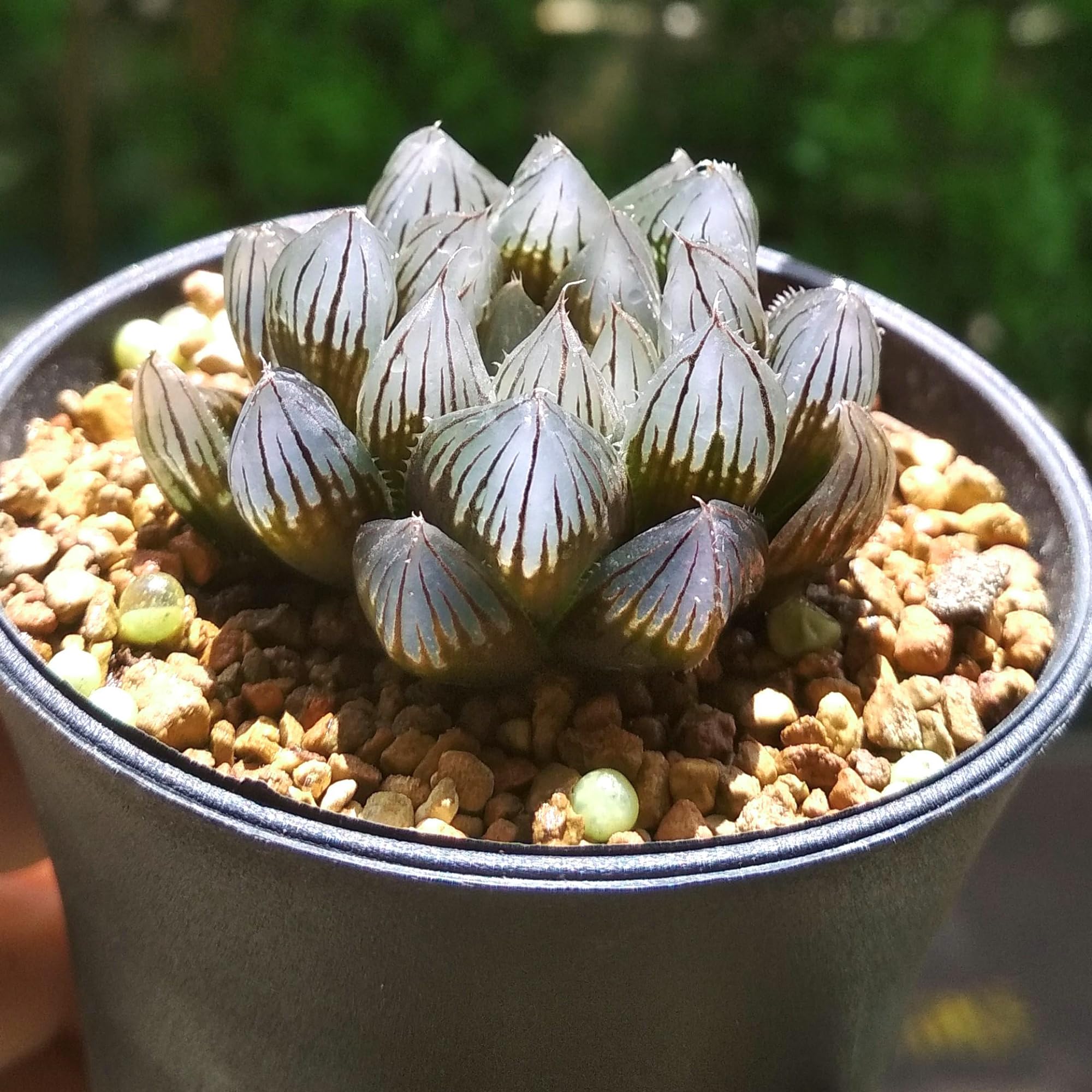 Amazon.com : QAUZUY GARDEN 100 Blue Haworthia Obtusa 'Crystal