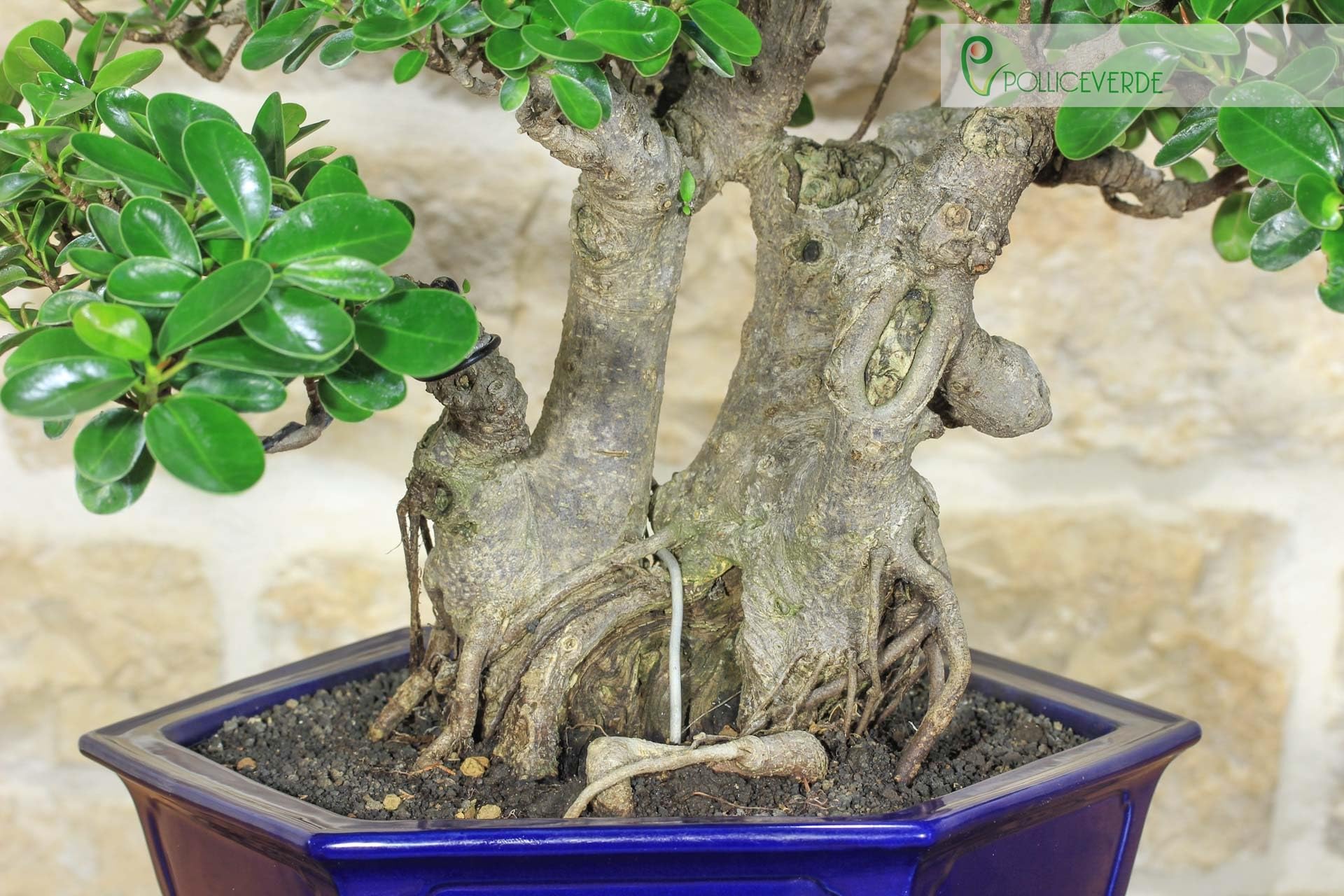 Bonsaï Ficus Panda (25)