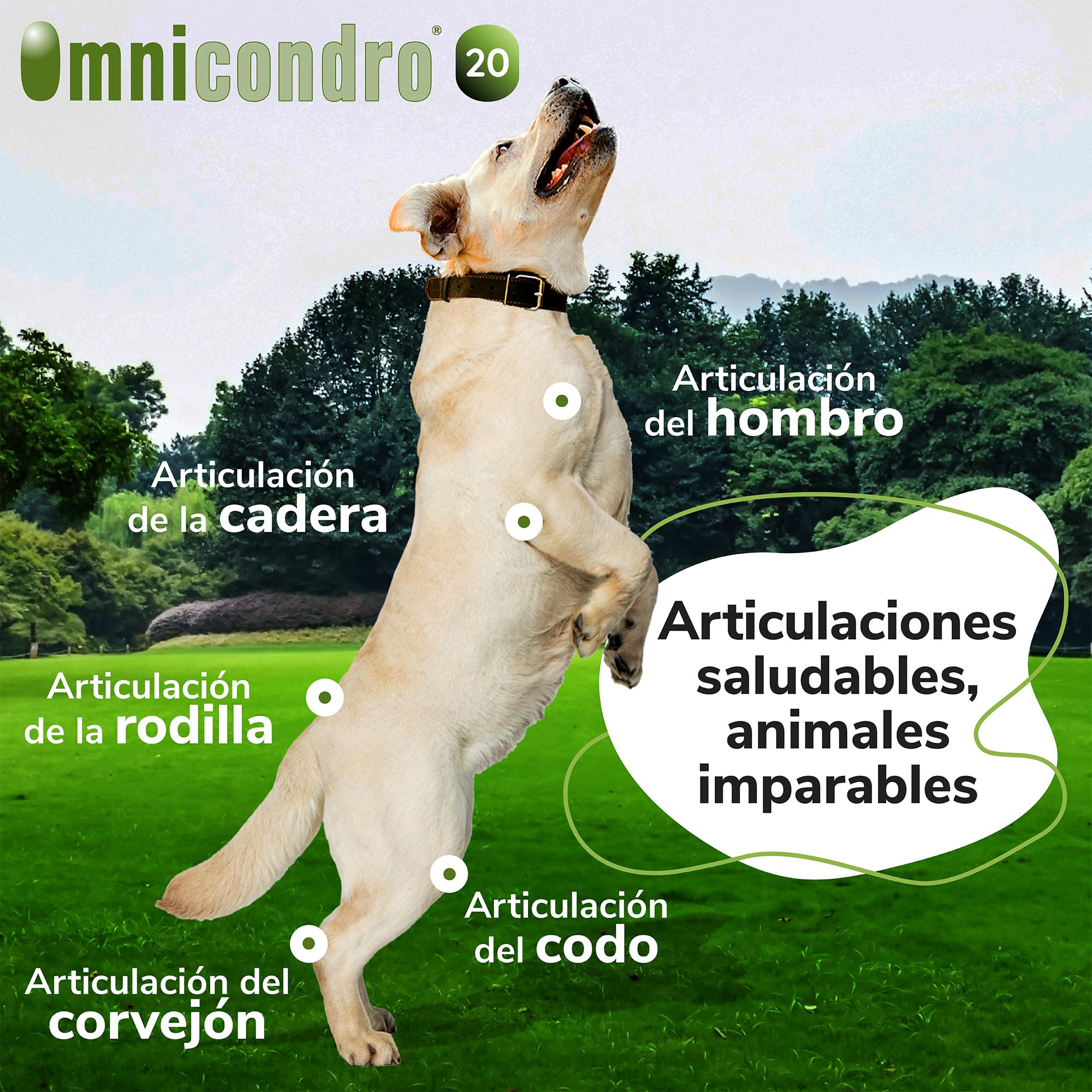 Omnicondro 20 Hifarmax - Condroprotector para Perros y Gatos | Glucosamina y Condroitina para Articulaciones | Vitaminas Mascotas | Suplementos para Perros Mayores | 60 Comprimidos