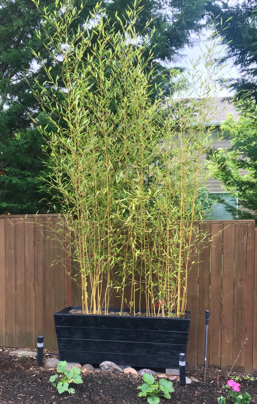 Phyllostachys bissetii – bamboo sempreverde rustico – ideale per siepi e schermature naturali pianta in vaso ø18 cm h. 150 cm circa Vivaio di Castelletto