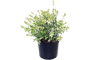 wg willow & grace designs Salix `Hakuro Nishiki'