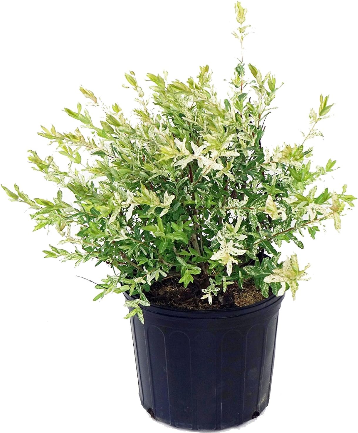 Green Promise Farms - Salix `Hakaro Nishiki' (Dappled Willow)Shrub, #3 -Size Container