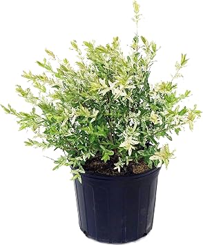 Green Promise Farms - Salix `Hakaro Nishiki Dappled WillowShrub, #3 -Size Container