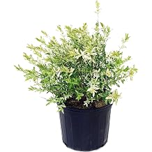 Green Promise Farms - Salix `Hakaro Nishiki Dappled WillowShrub, #3 -Size Container