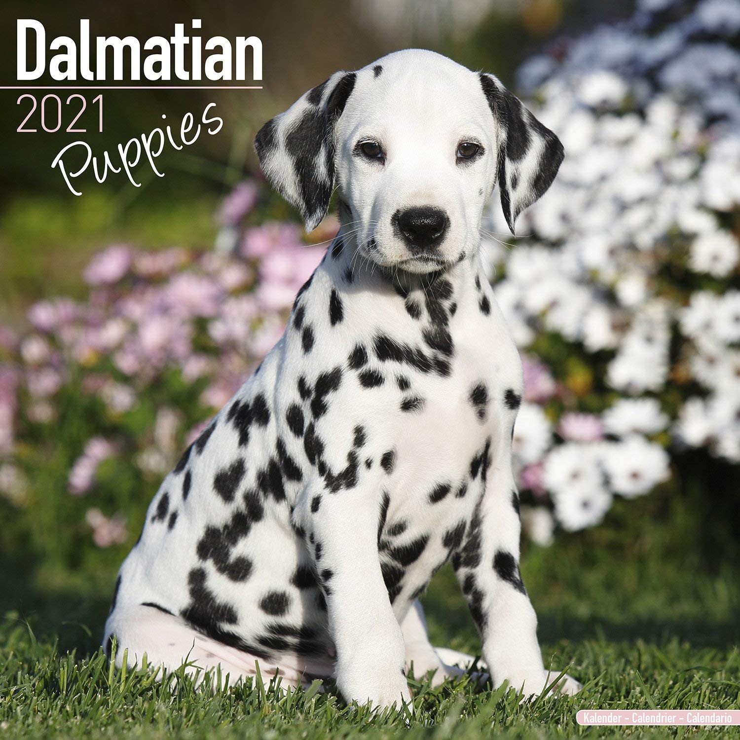 Dalmatian Puppies Calendar 2025 with Organisational Stickers