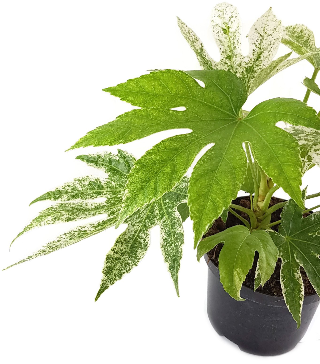 Fatsia japonica 'Spider's Web' - wunderschne Blattschmuckpflanze fr  Wohnung/Bro - pflegeleichte Zimmerpflanze fr den hellen Standort :  Amazon.de: Garten