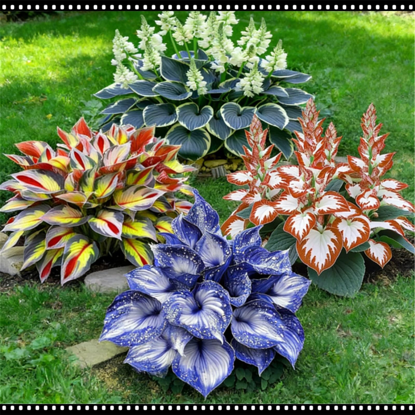 Outdoor Garden Hosta - Outdoor Shade-Tolerant and Cold-Hardy - Transforms Shady Areas in Gardens - Suitable for Mass Planting/that Grow Fast/Golden Jade Carving-6 Roots-G