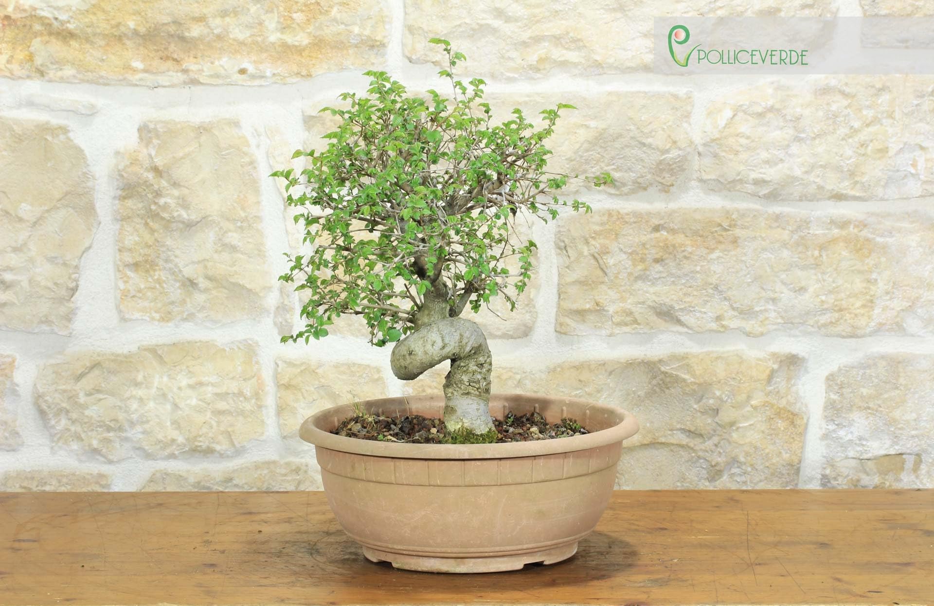 Pre bonsai di Olmo Campestre (2)