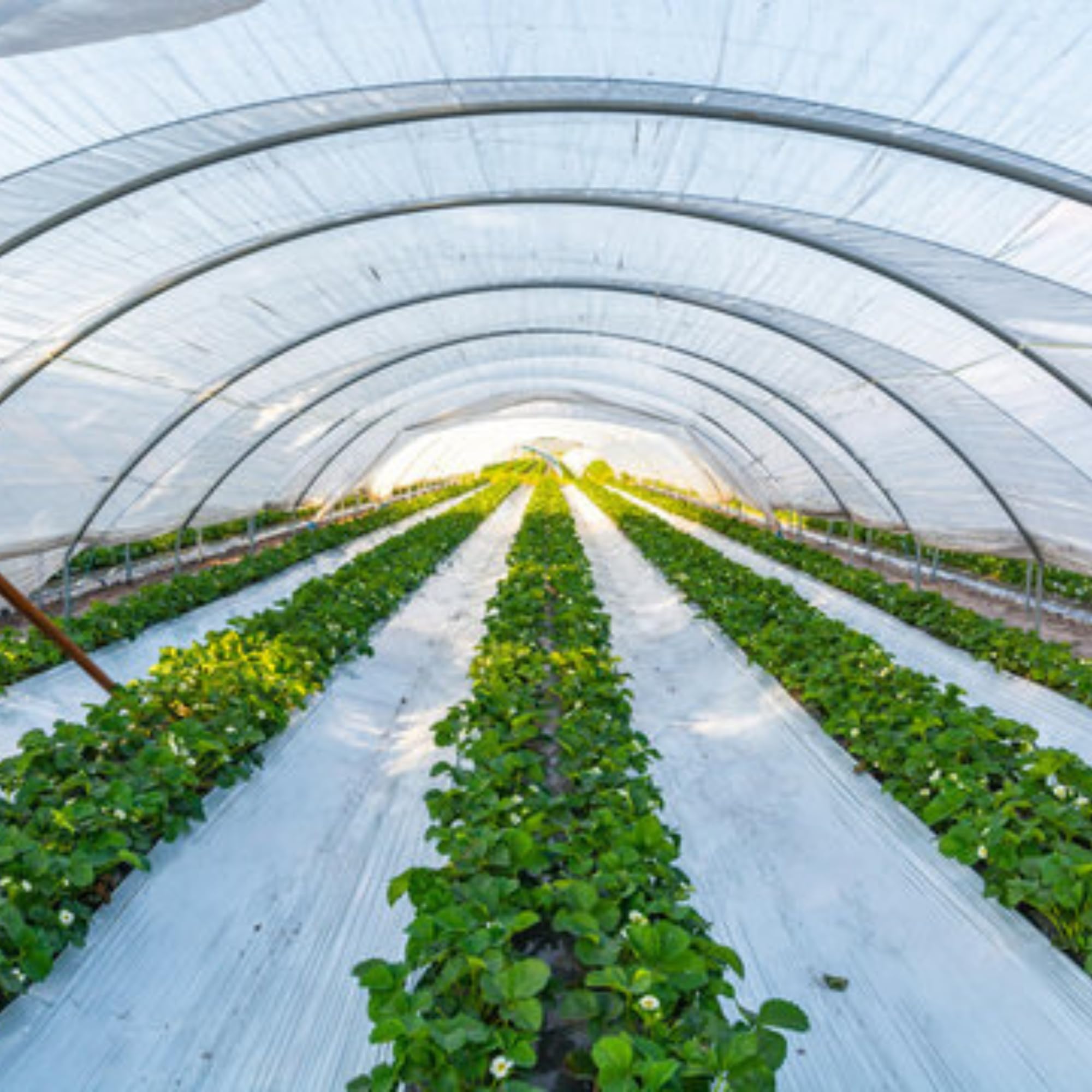 Mulching Paper - Weed Control & Crop Yields -6