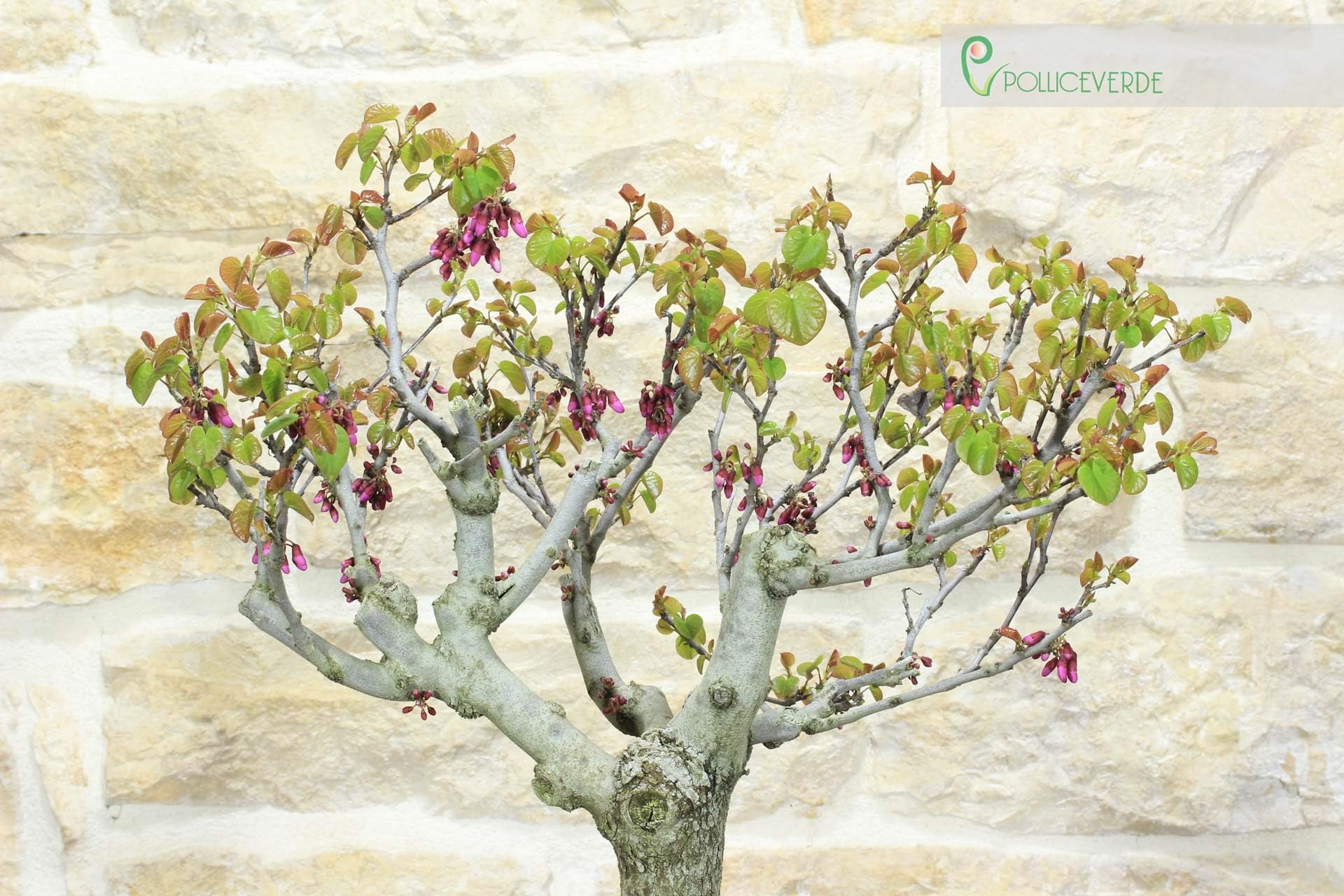 Cercis Bonsaï - Arbre de Judée (75)