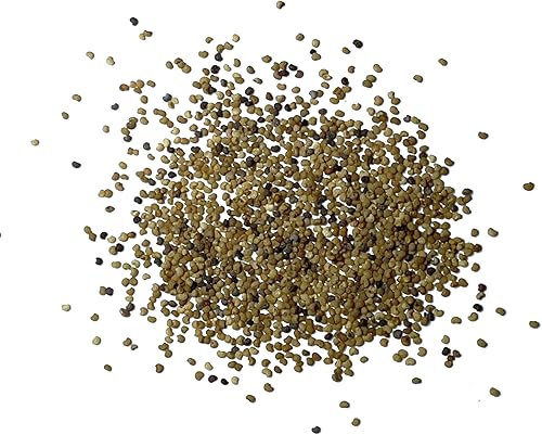 Miniatura 6 de Seed Needs, Semillas de amapola de peonía de rosa pálida para plantar (Papaver paeoniflorum) reliquia y polinizada abierta (2 paquetes)