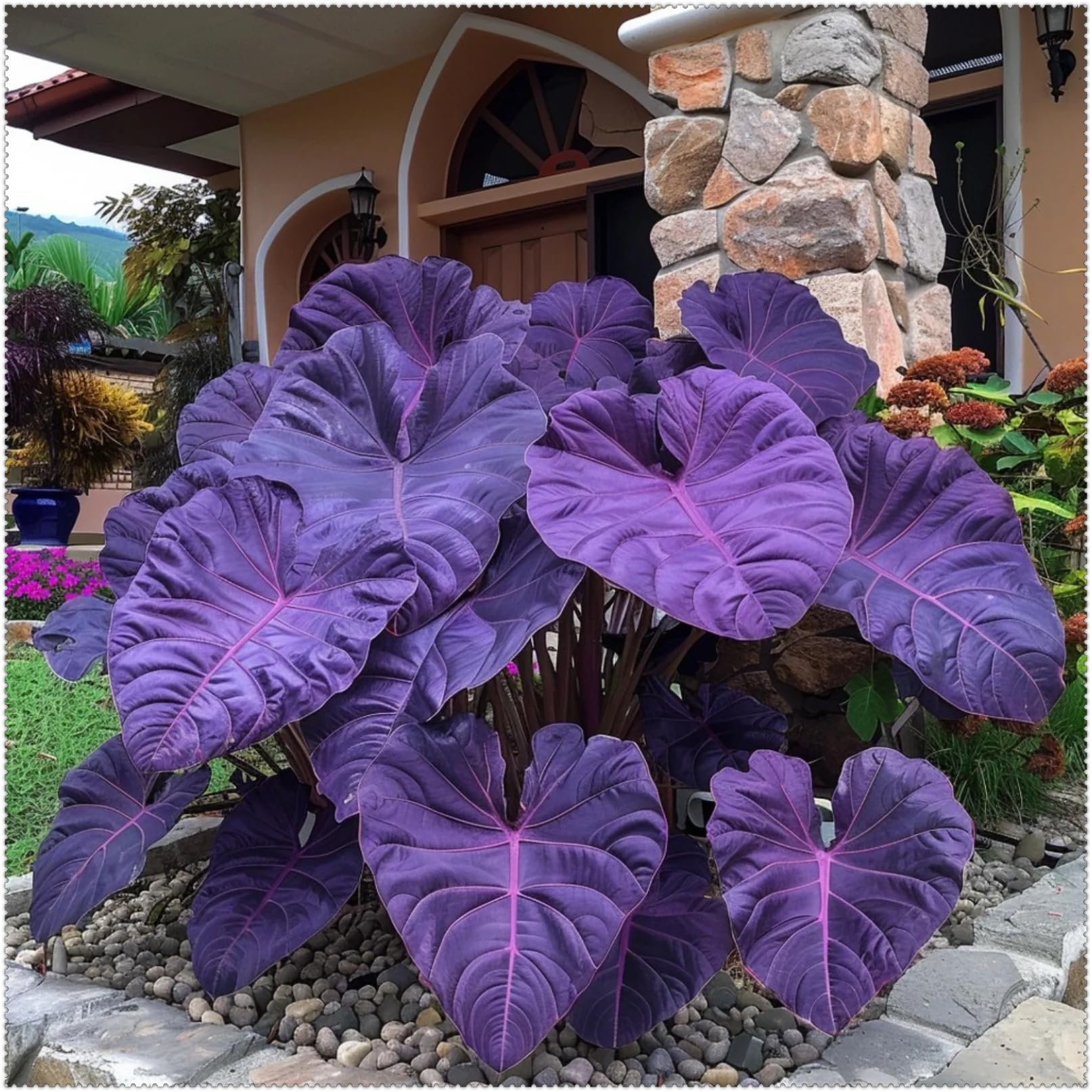 Delicate Elephant Ears for Planting Now UK Rapid Growth Easy Planting Display Greening Perennial Natural Organic Excellent Unique Professional Cold-Resistant-10Bulbs-H