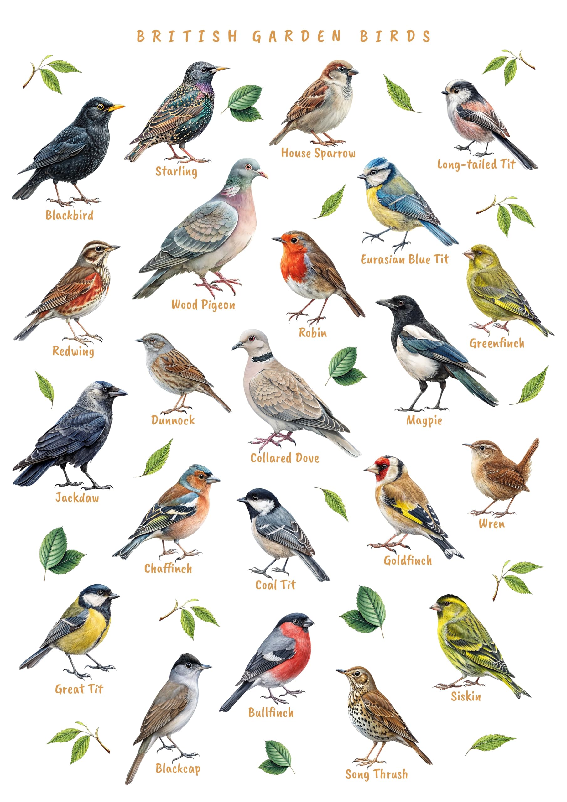 British Garden Birds Identification Educational Wall Art Print, A3, Ornithology Poster