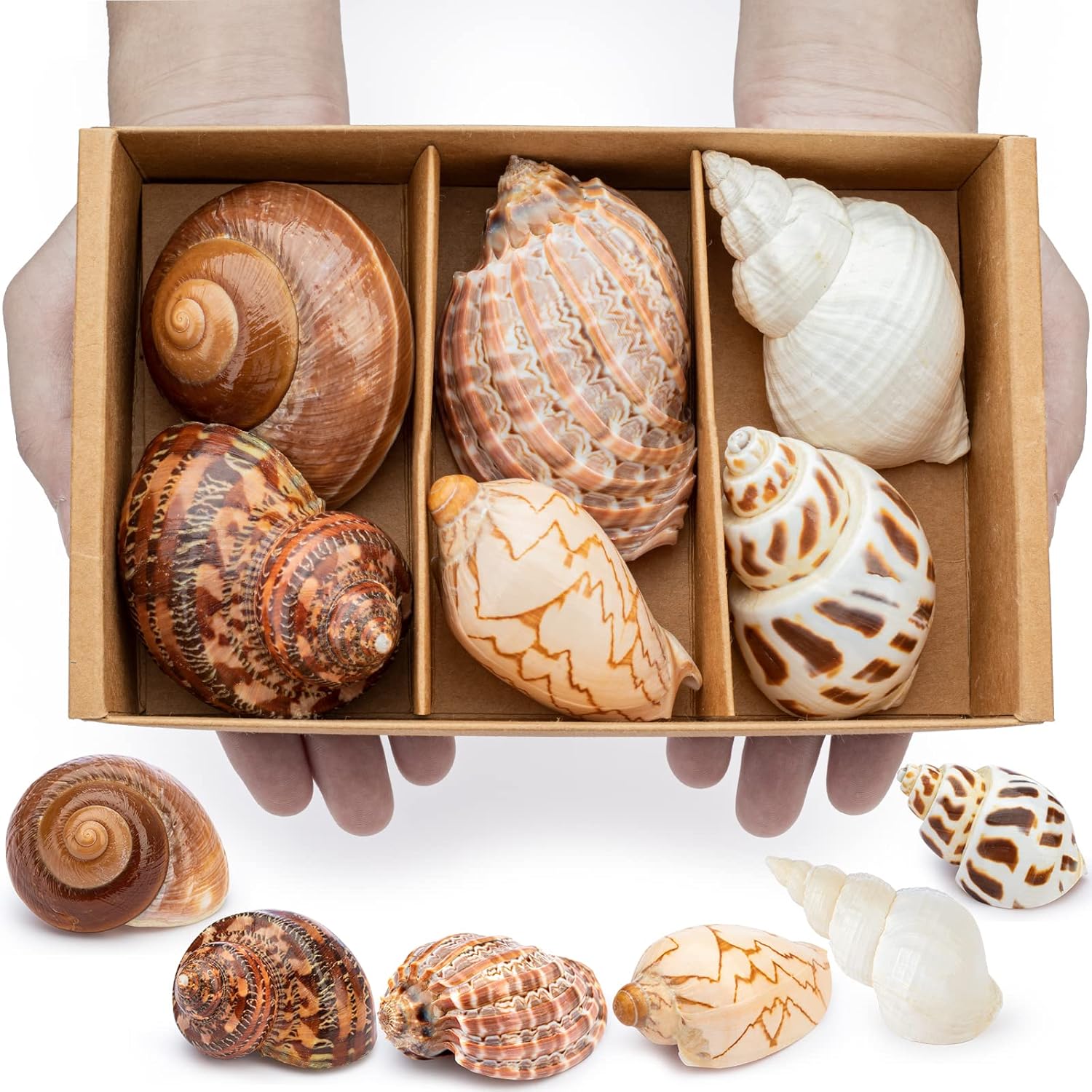 Deauepu® Premium Hermit Crab Shells 6PCS (6 Types) Good for Medium to Large