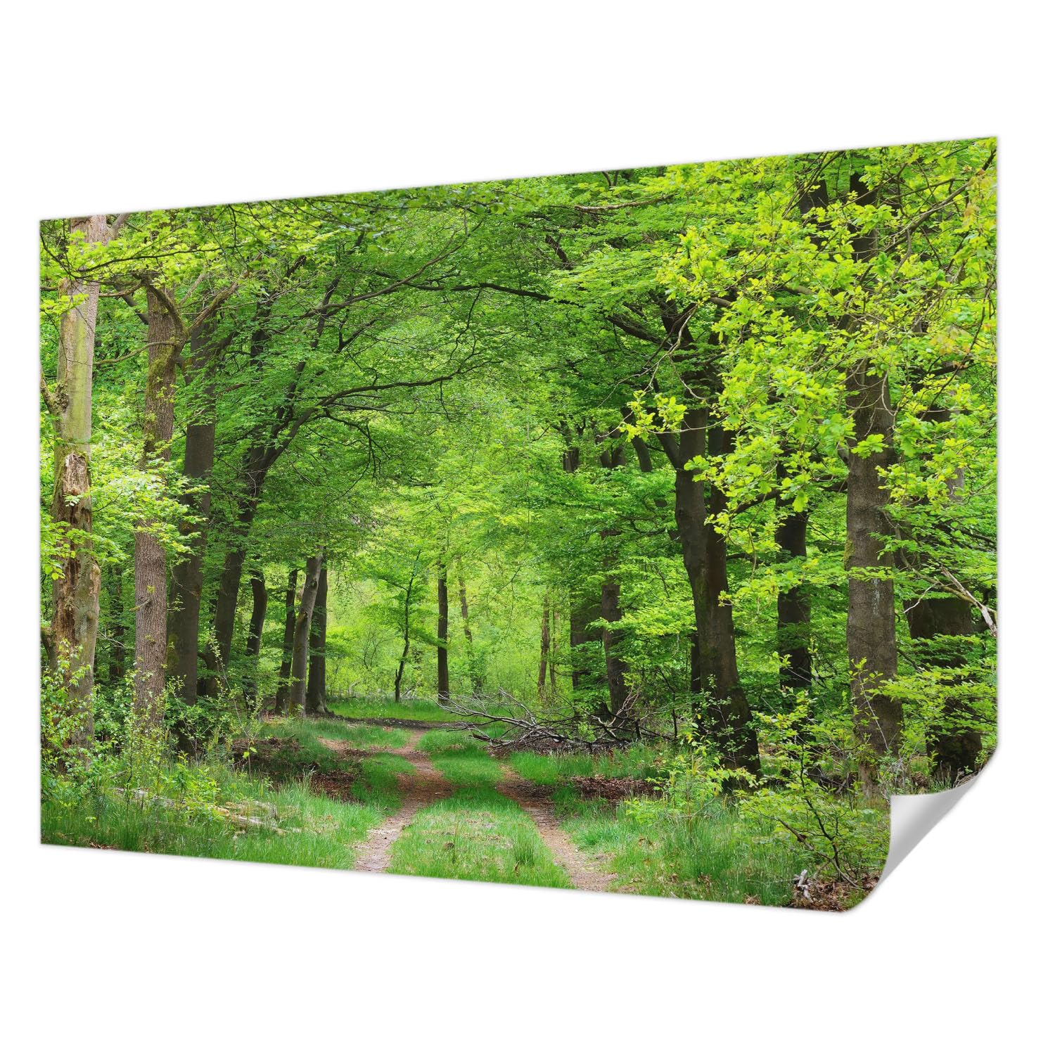 Carta da Parati Adesiva 312x219 cm Antimacchia Autoadesiva Stampa di Alta Qualità per Soggiorno e Camera da letto Decorazione della Parete Montaggio Murale - Sentiero nel bosco