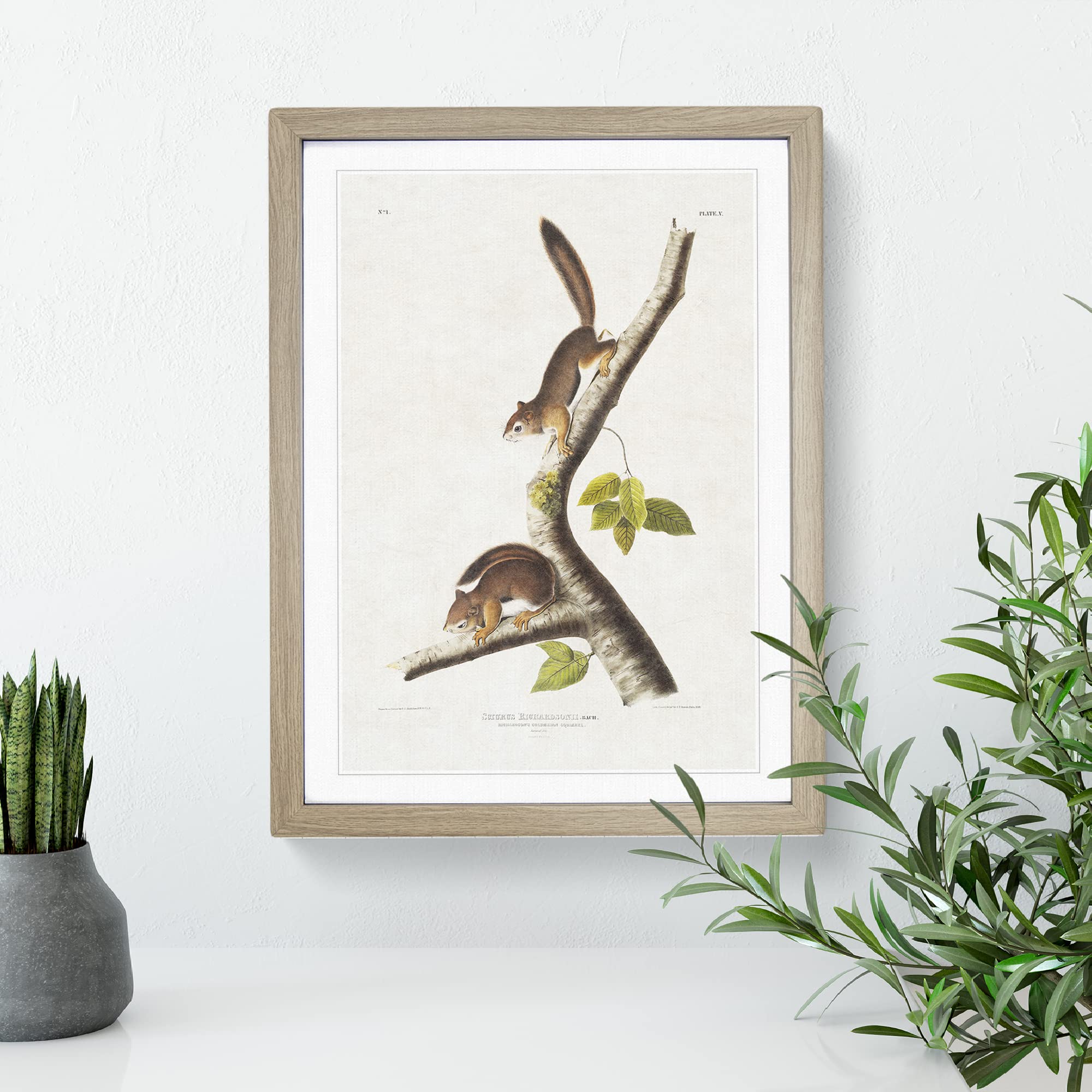 Columbian Squirrels By John Woodhouse Audubon Vintage Framed Wall Art Print - Image 3