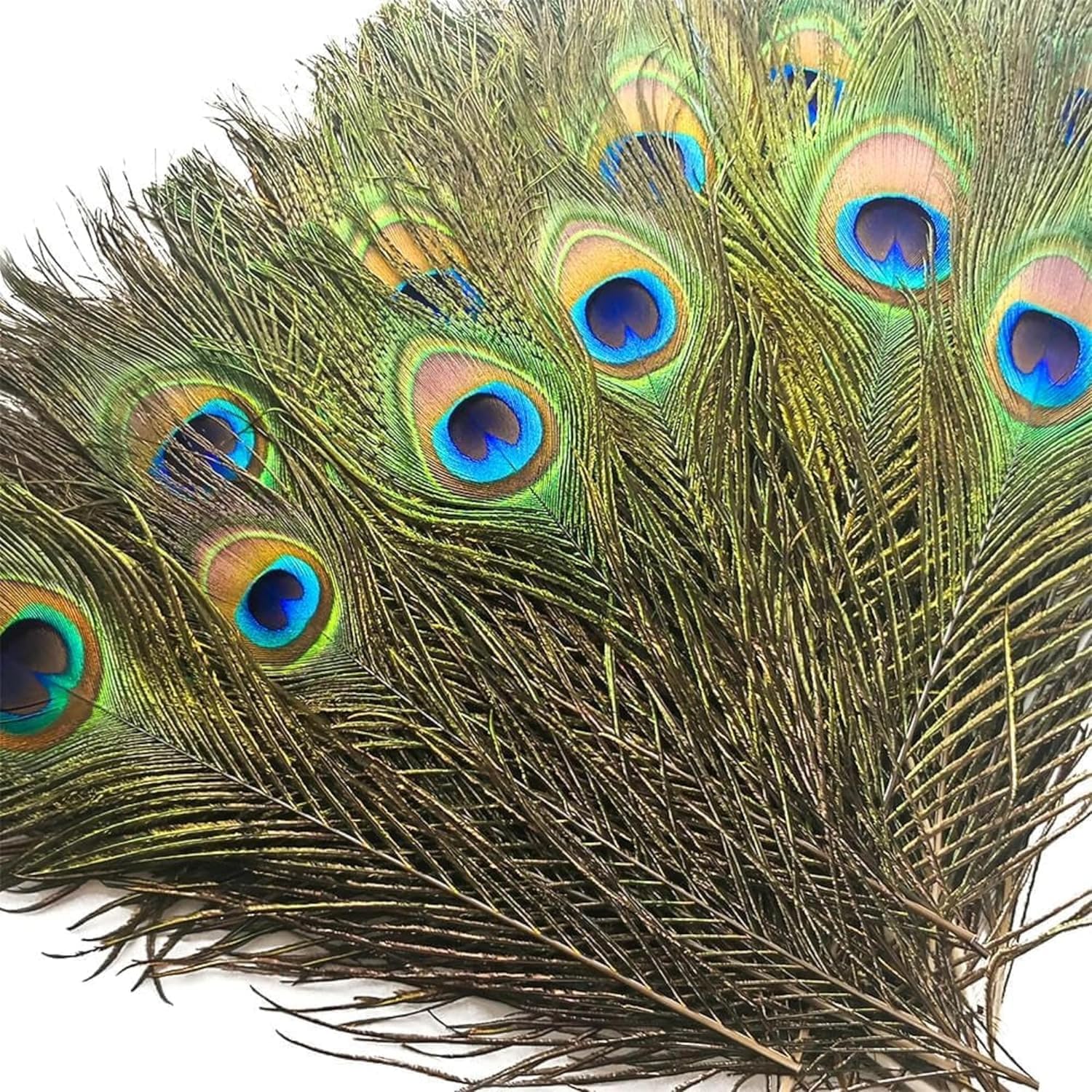 RV Traders 15 Pcs Real Peacock Feather Original Feathers morpankh for Craft Floral Flowers Items Home Decoration, Wedding, House Decor (15 Pcs Feather)-image-32