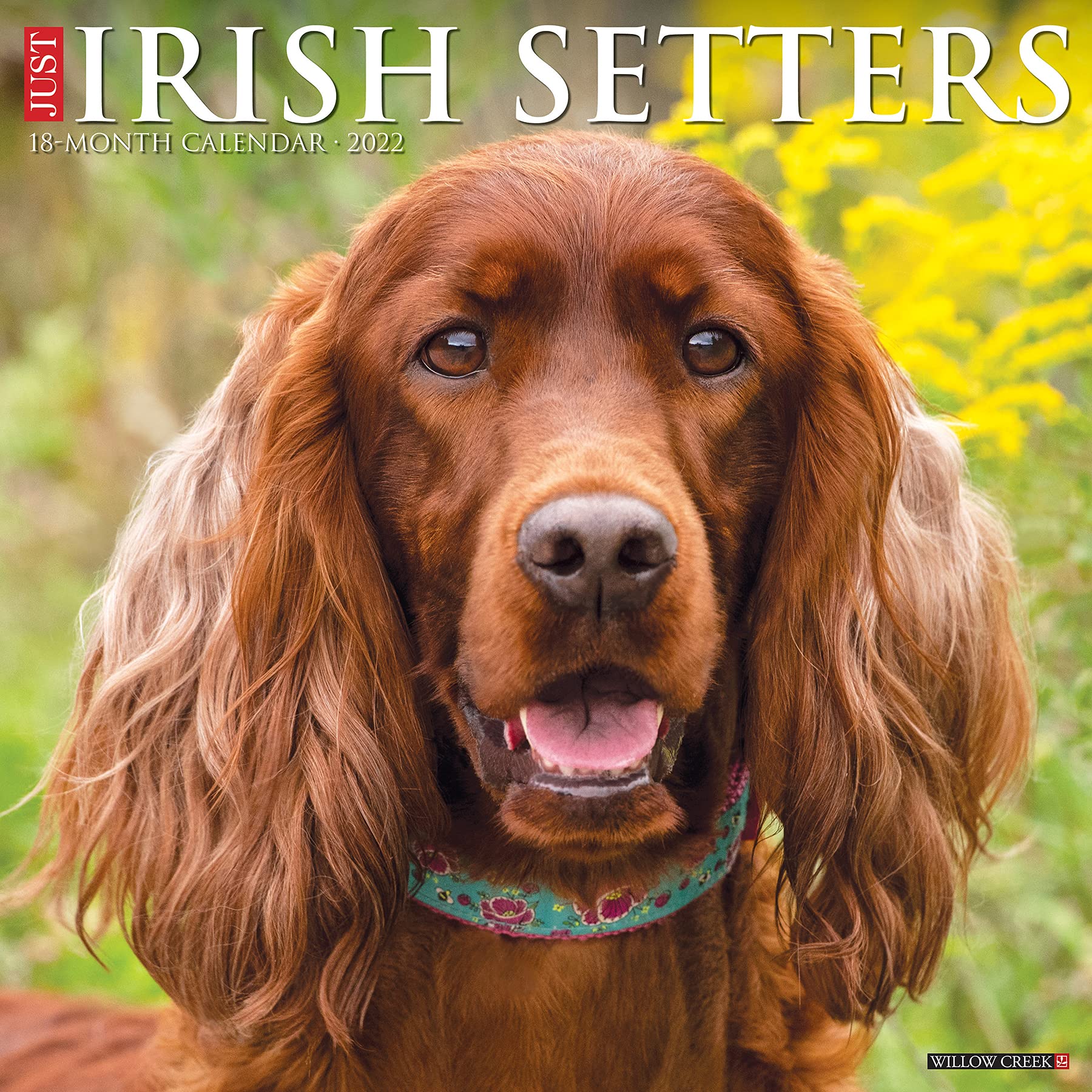 Are Irish Setters Good Family Dogs