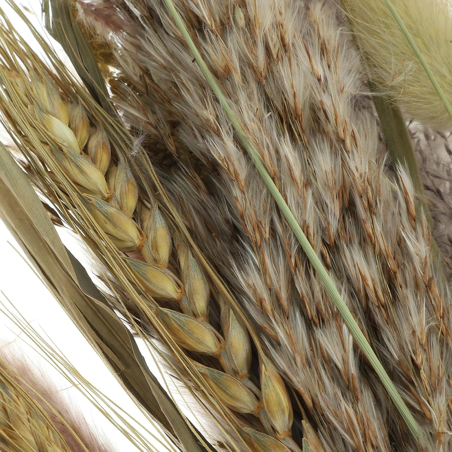 Dried Pampas Grass and Broomcorn Bundle Natural Reed Plant Decor for Rustic Dining Table Elegant Boho Home Decoration for Wedding Centerpieces and Office Display