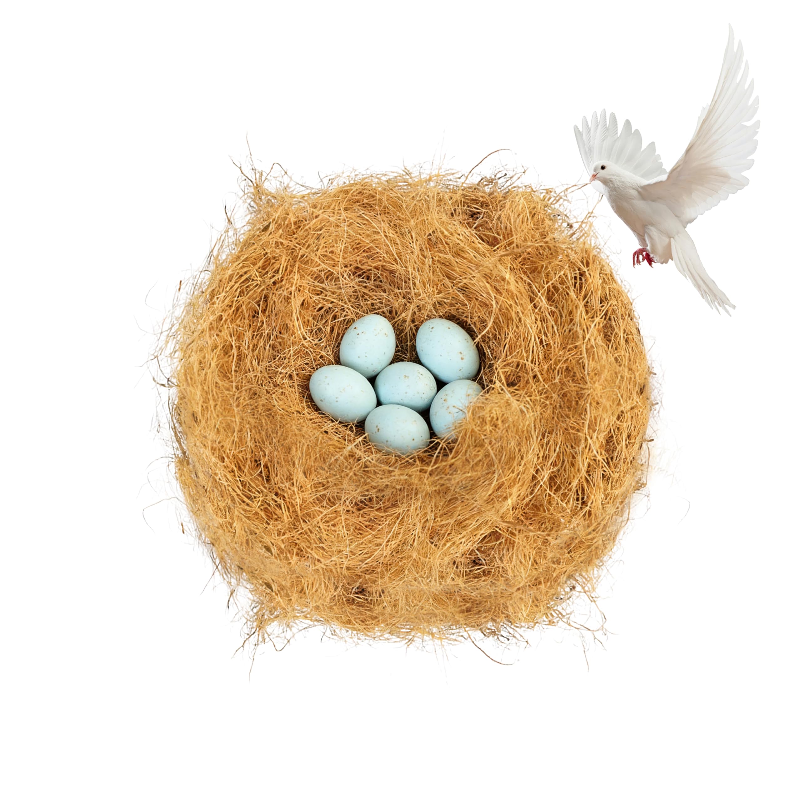 FloraVigo Coconut fiber, a bird nesting material, natural fiber, brown, suitable for canary nesting, decoration, nesting, and hiding for birds, 100 grams.