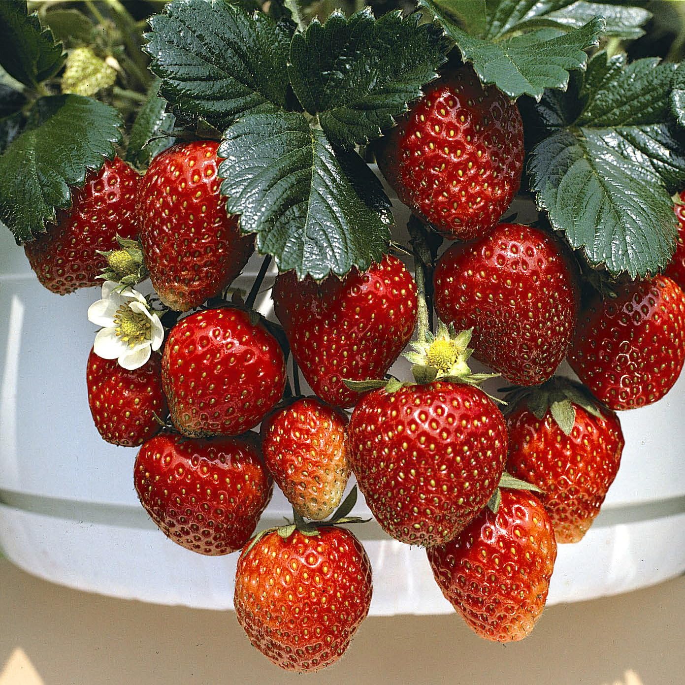 Plant World Seeds - Strawberry Temptation Seeds (Edible Berry Seeds)