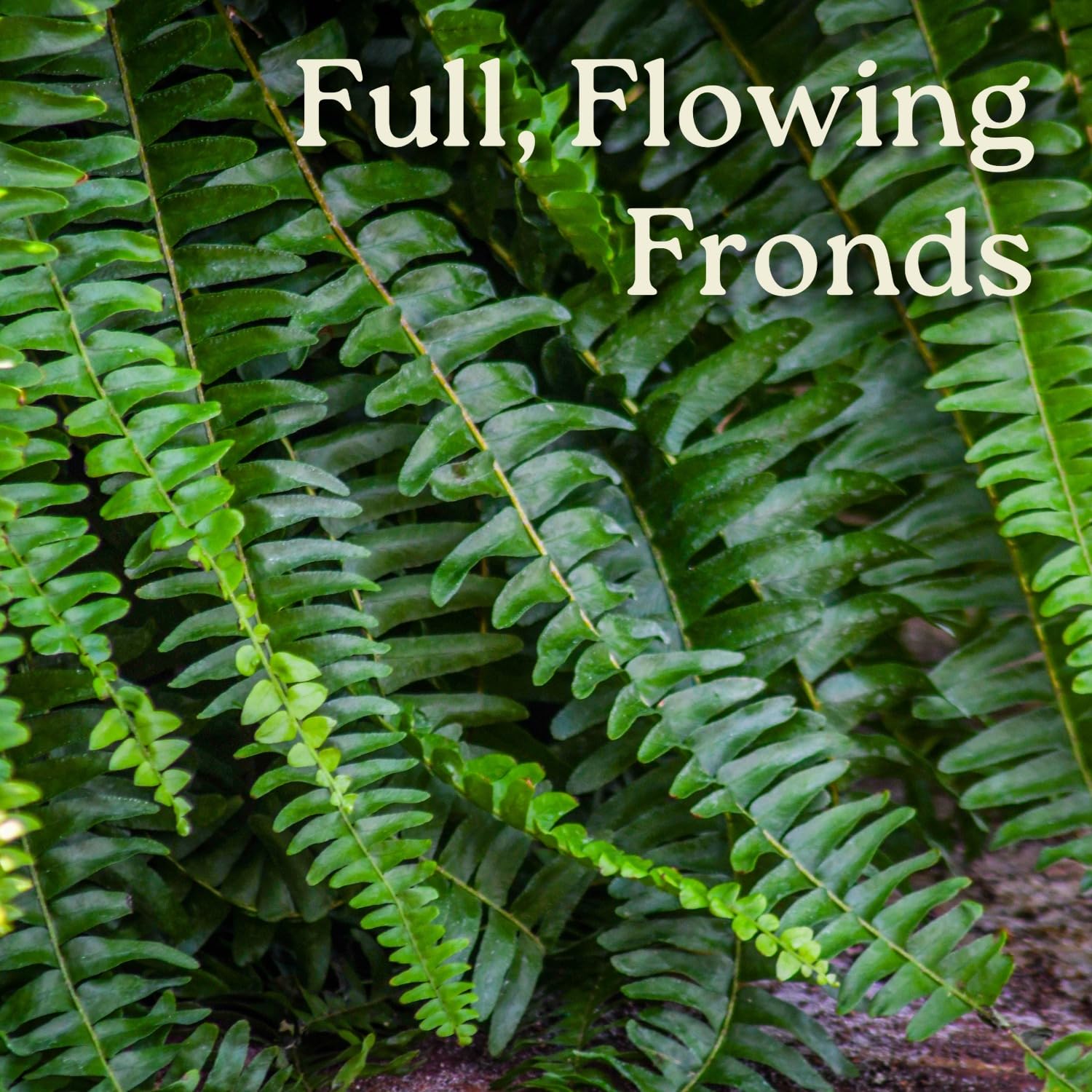 Amazon.com: Tropical Plants of Florida: Hanging Baskets