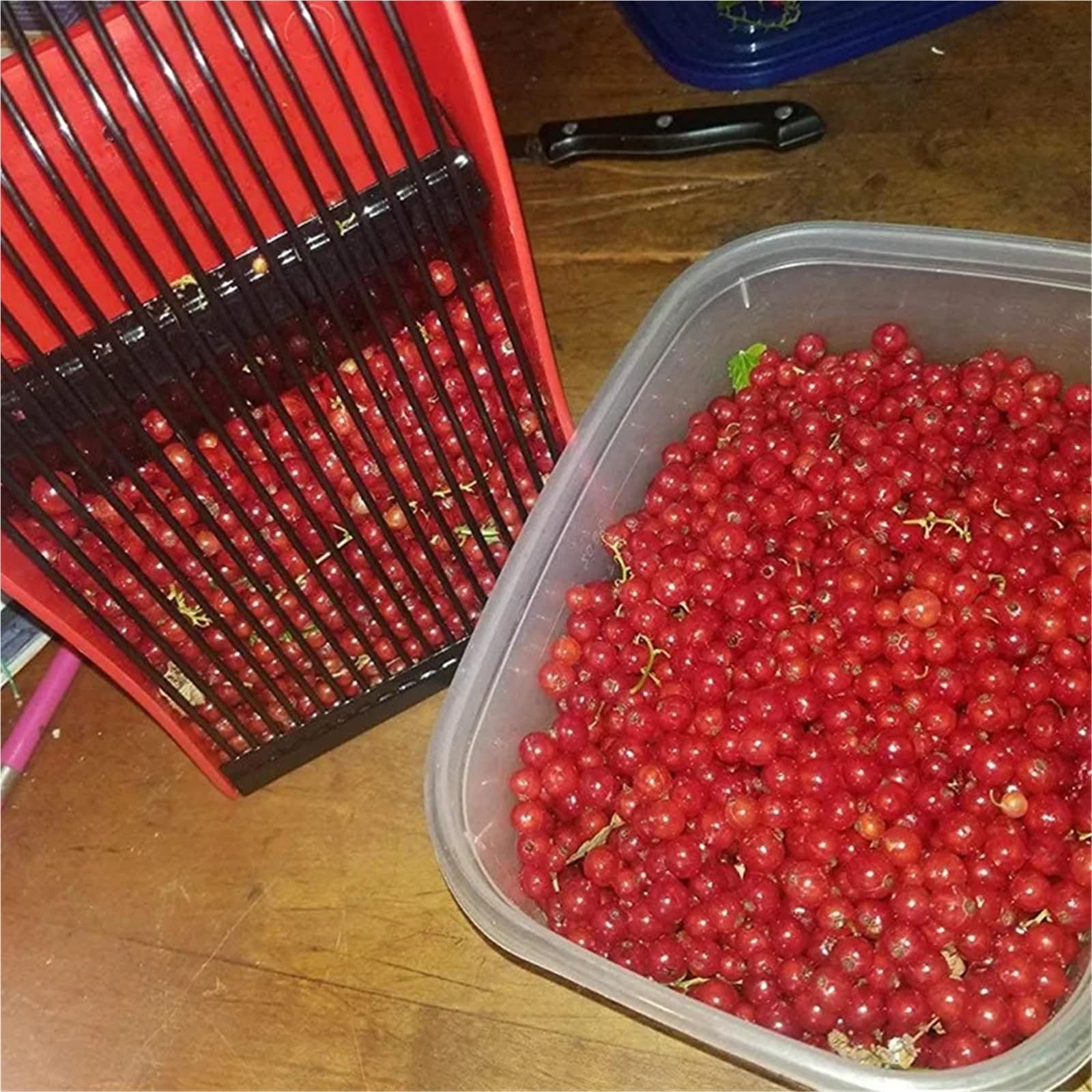 Beerenpflücker und Rechen mit Metallkamm und ergonomischem Griff, effiziente Obstschaufel for die Ernte Kleiner Früchte in Gärten und Obstgärten